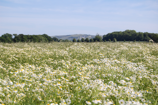 chamomile-field